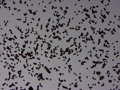 Cortinarius lilacinus