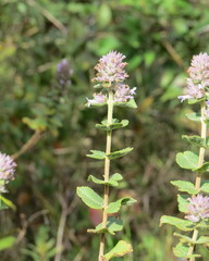 Lamiaceae