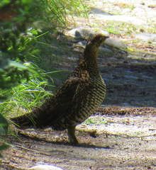 Canachites canadensis canace