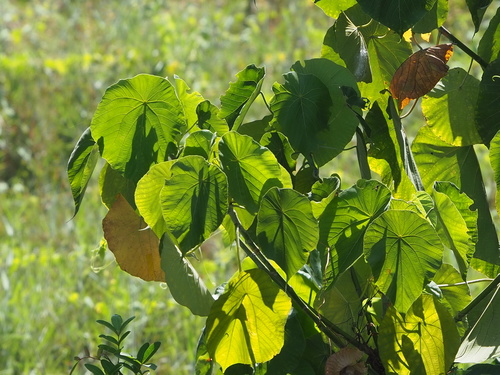 Macaranga tanarius