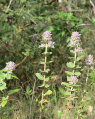 Lamiaceae