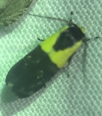 Rectiostoma xanthobasis