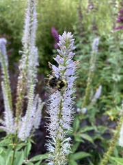 Bombus flavidus flavidus