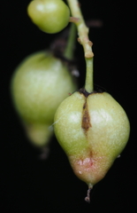 Contarinia virginianiae