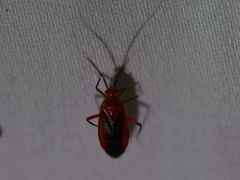 Coccobaphes frontifer