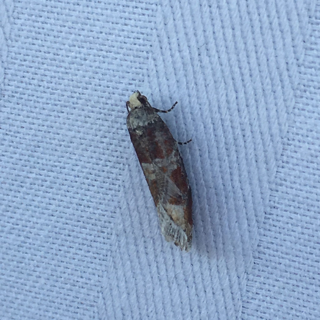 Western Pine Shoot Borer Moth