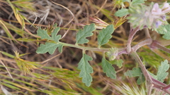 Phacelia cryptantha