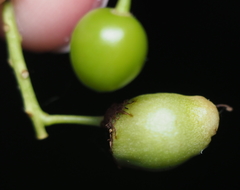 Contarinia virginianiae