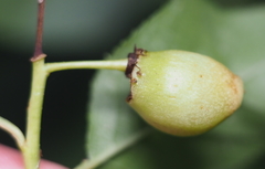 Contarinia virginianiae