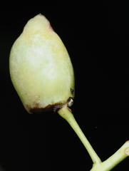 Contarinia virginianiae