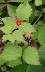 Rubus pubescens pubescens