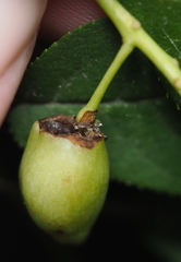 Contarinia virginianiae