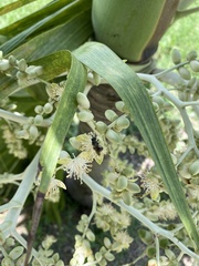 Calloceratina