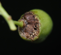 Contarinia virginianiae