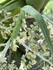 Calloceratina