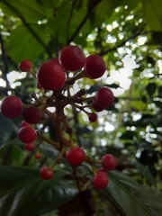 Ardisia compressa