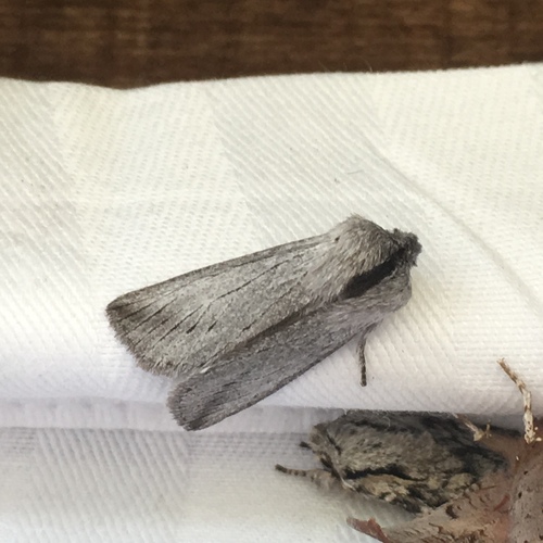 Pleromella opter