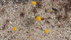 Chaenactis glabriuscula glabriuscula