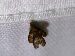 Trypetisoma sticticum