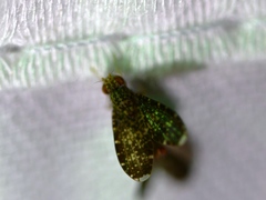 Trypetisoma sticticum