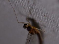 Leucrocuta umbratica