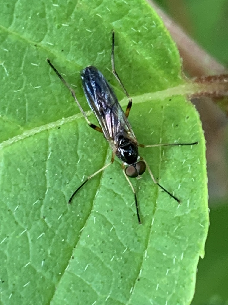 Dialysis elongata
