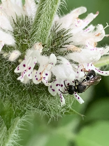 Modest Masked Bee photo 3