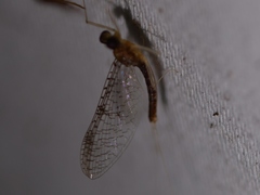 Leucrocuta umbratica