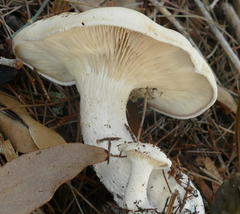 Leucopaxillus cerealis