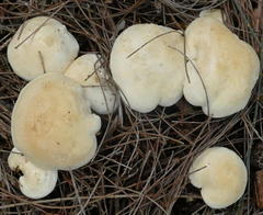 Leucopaxillus cerealis
