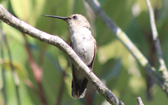 Calypte costae