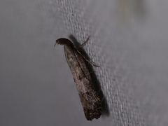 Dichomeris inversella