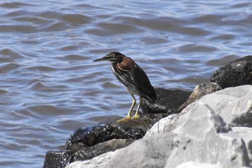 Green Heron photographed in Mississippi