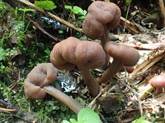 Cudonia monticola