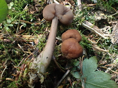 Cudonia monticola