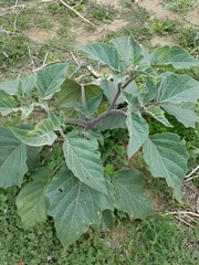 Datura