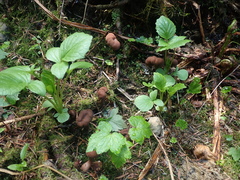 Cudonia monticola