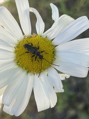 Toxoleptura vexatrix