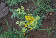 Hymenopappus flavescens
