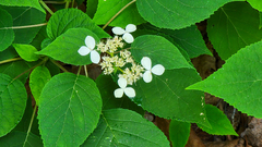 Hydrangea radiata