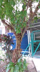 Cynometra cauliflora