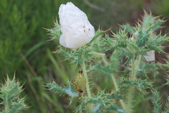 Argemone squarrosa