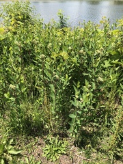 Apocynum cannabinum