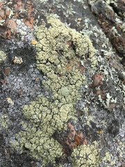 Rhizoplaca opiniconensis