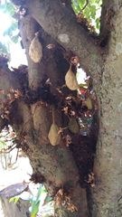 Cynometra cauliflora