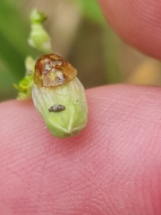 Cassida subreticulata