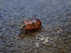 Chrysomela aeneicollis
