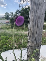 Carduus nutans