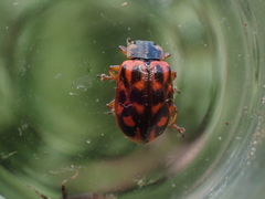 Chrysomela aeneicollis