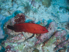 Cephalopholis nigripinnis